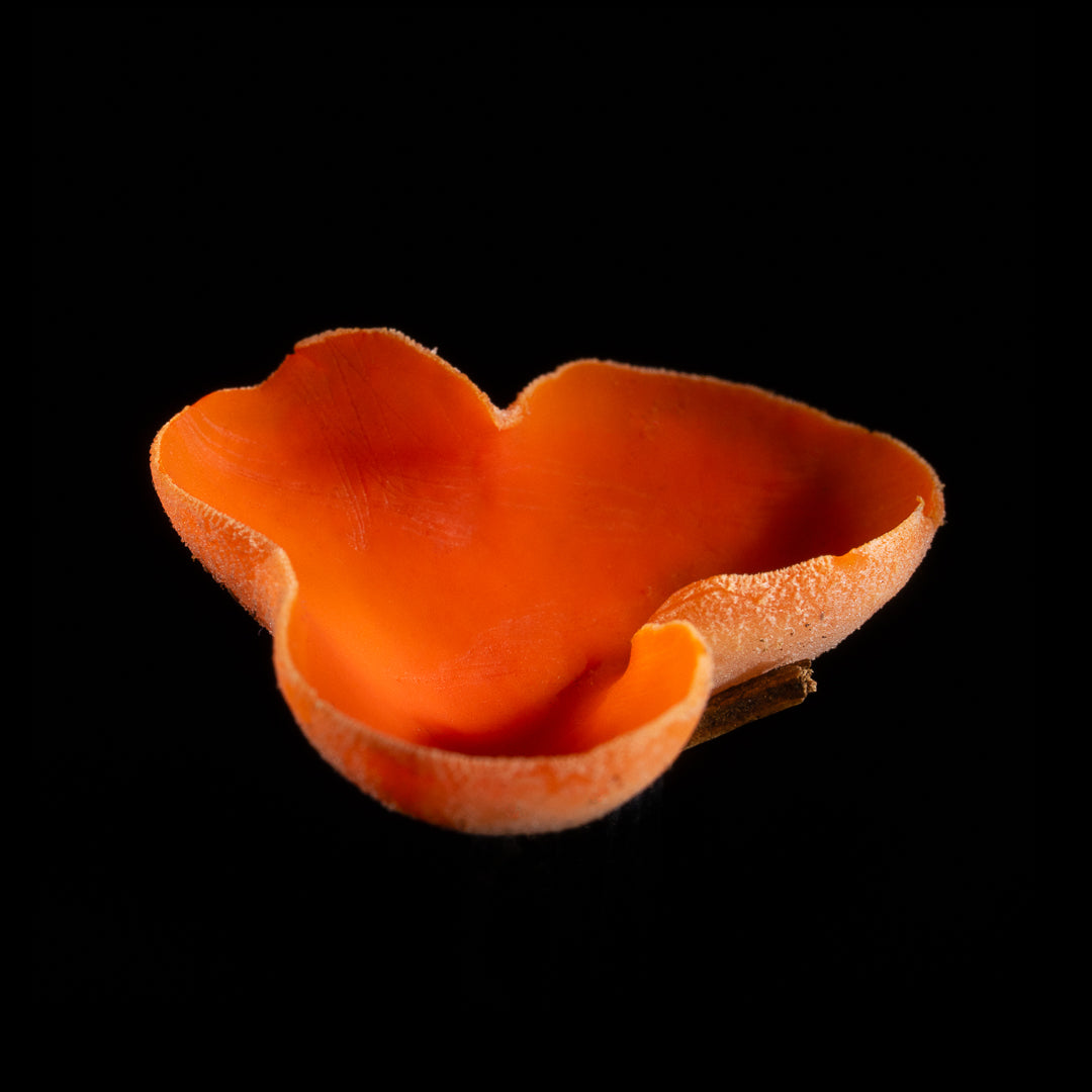 Aleuria Aurantia