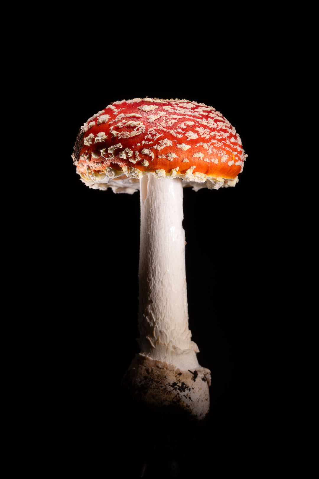 Amanita Muscaria