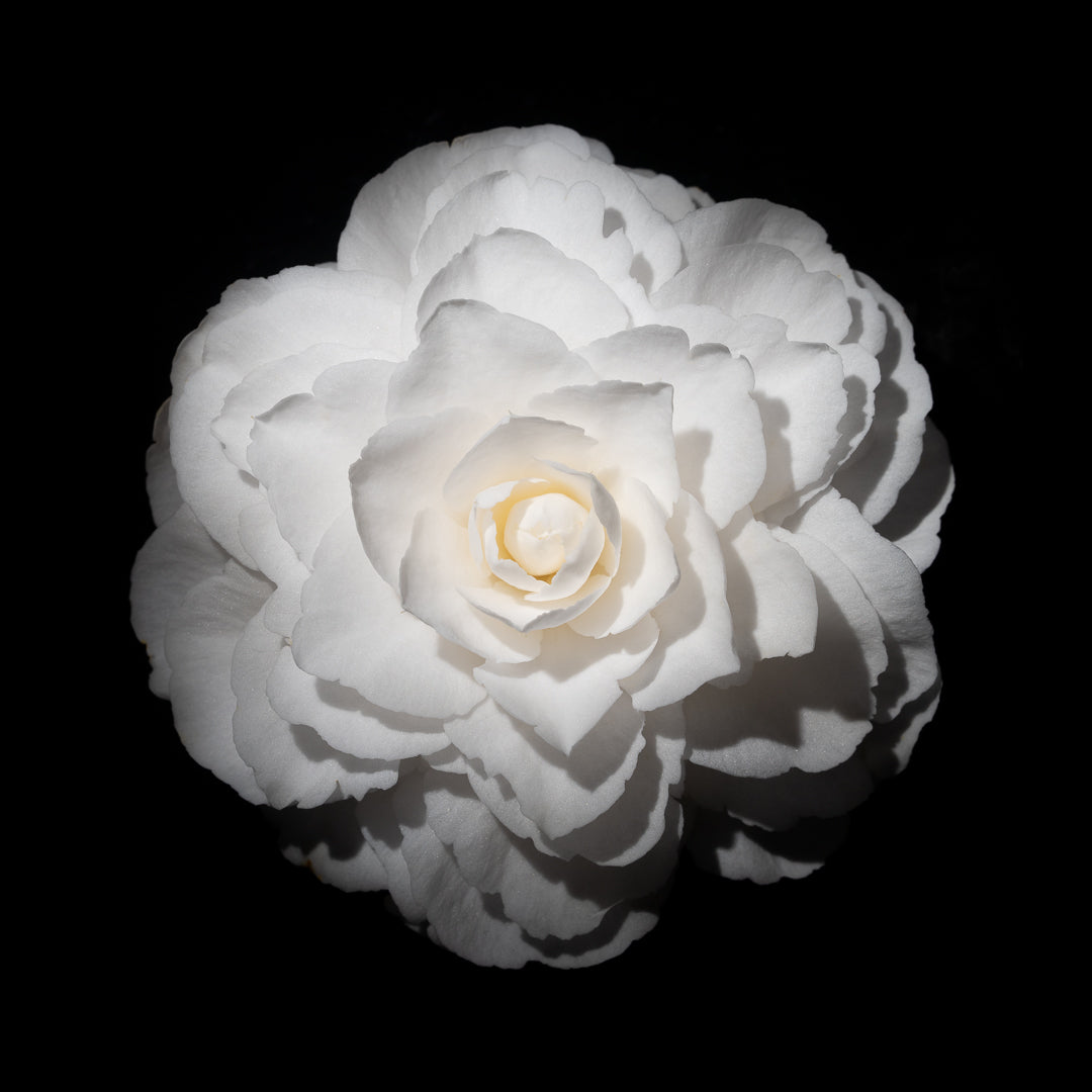 Camellia Japonica