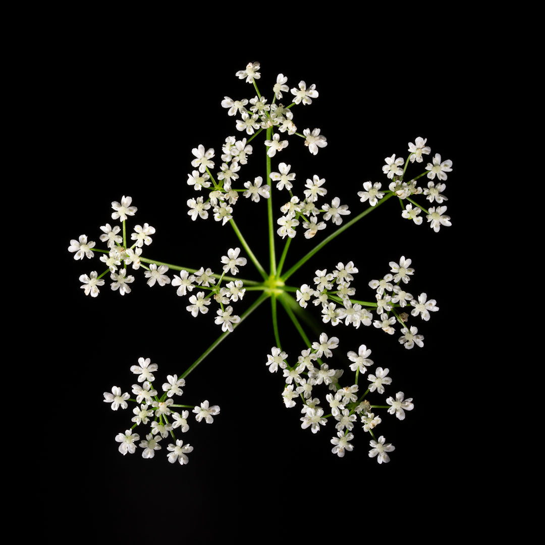 Chaerophyllum Temulentum