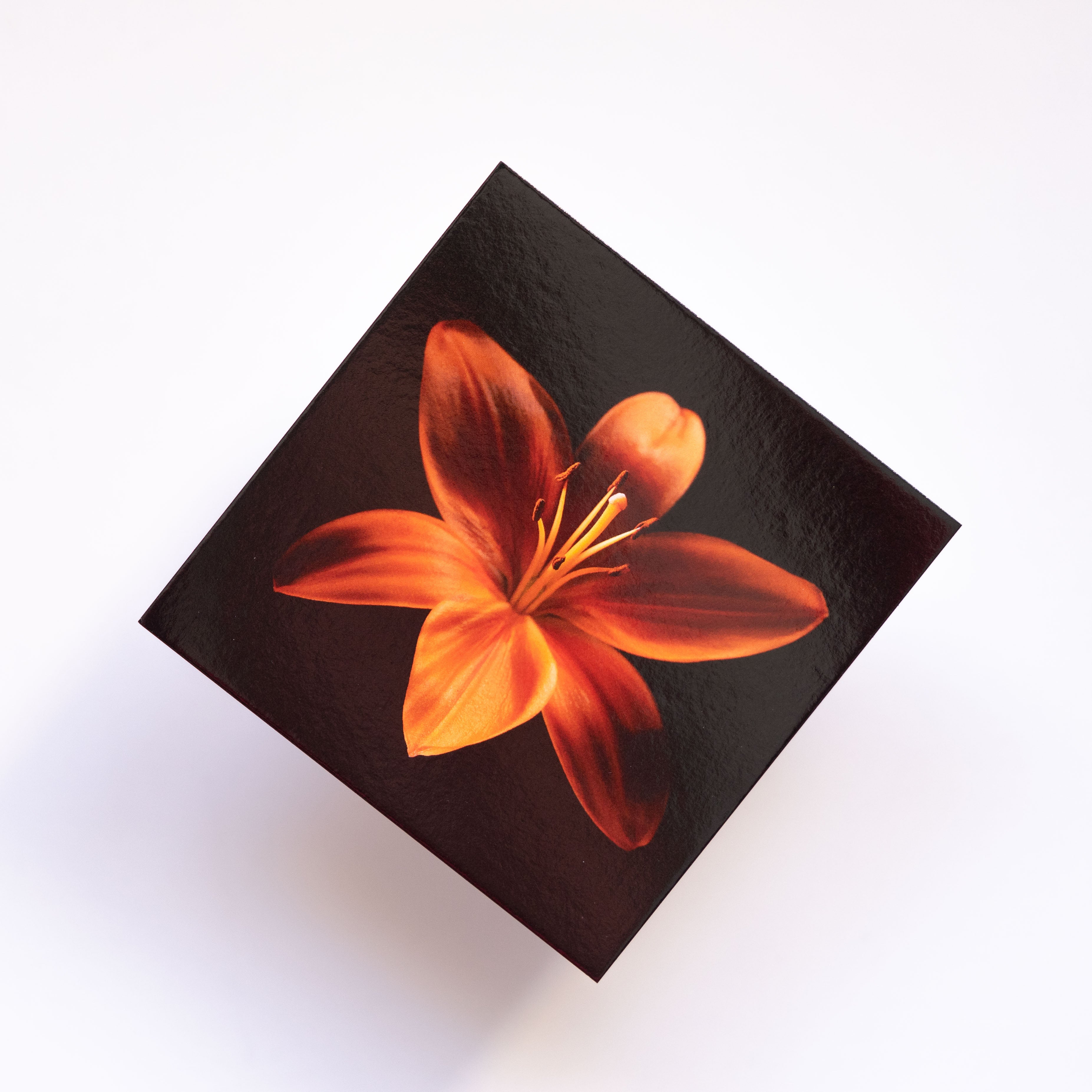 Cartes Postales "Rêves d'insectes"