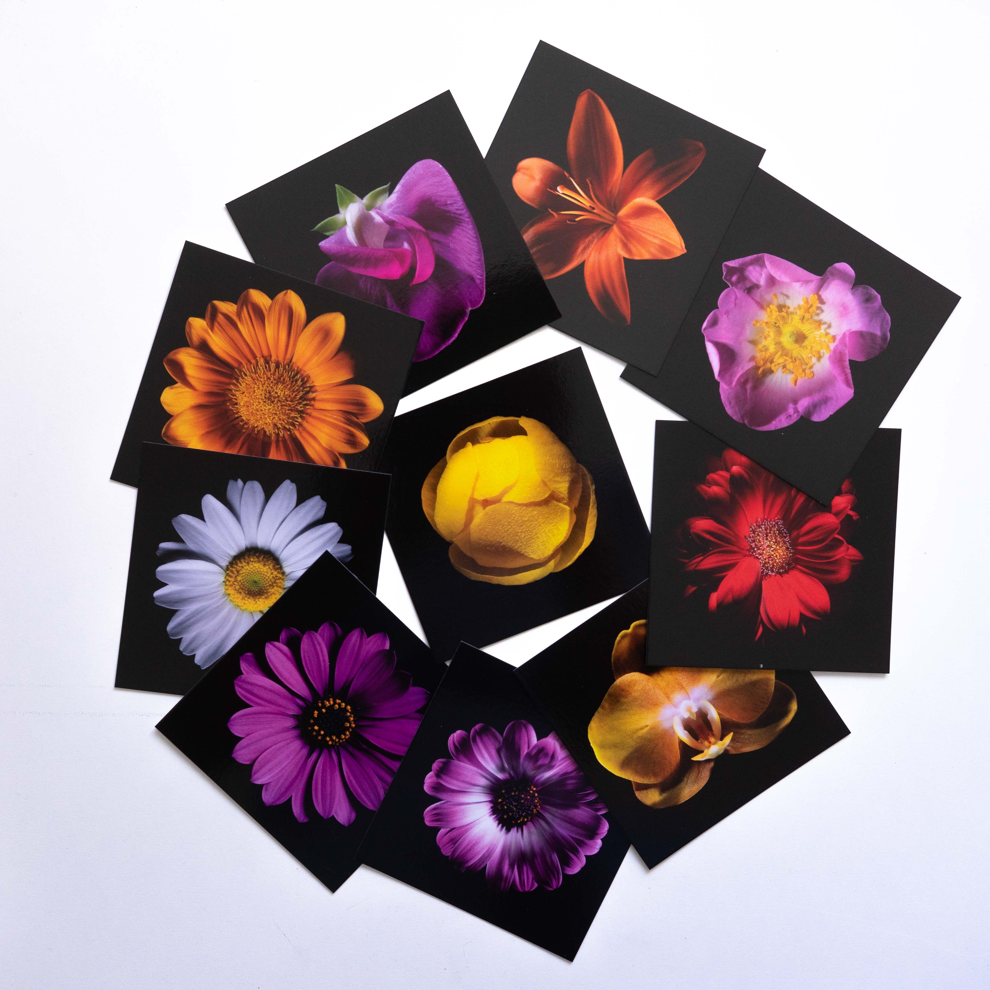 Cartes Postales "Rêves d'insectes"