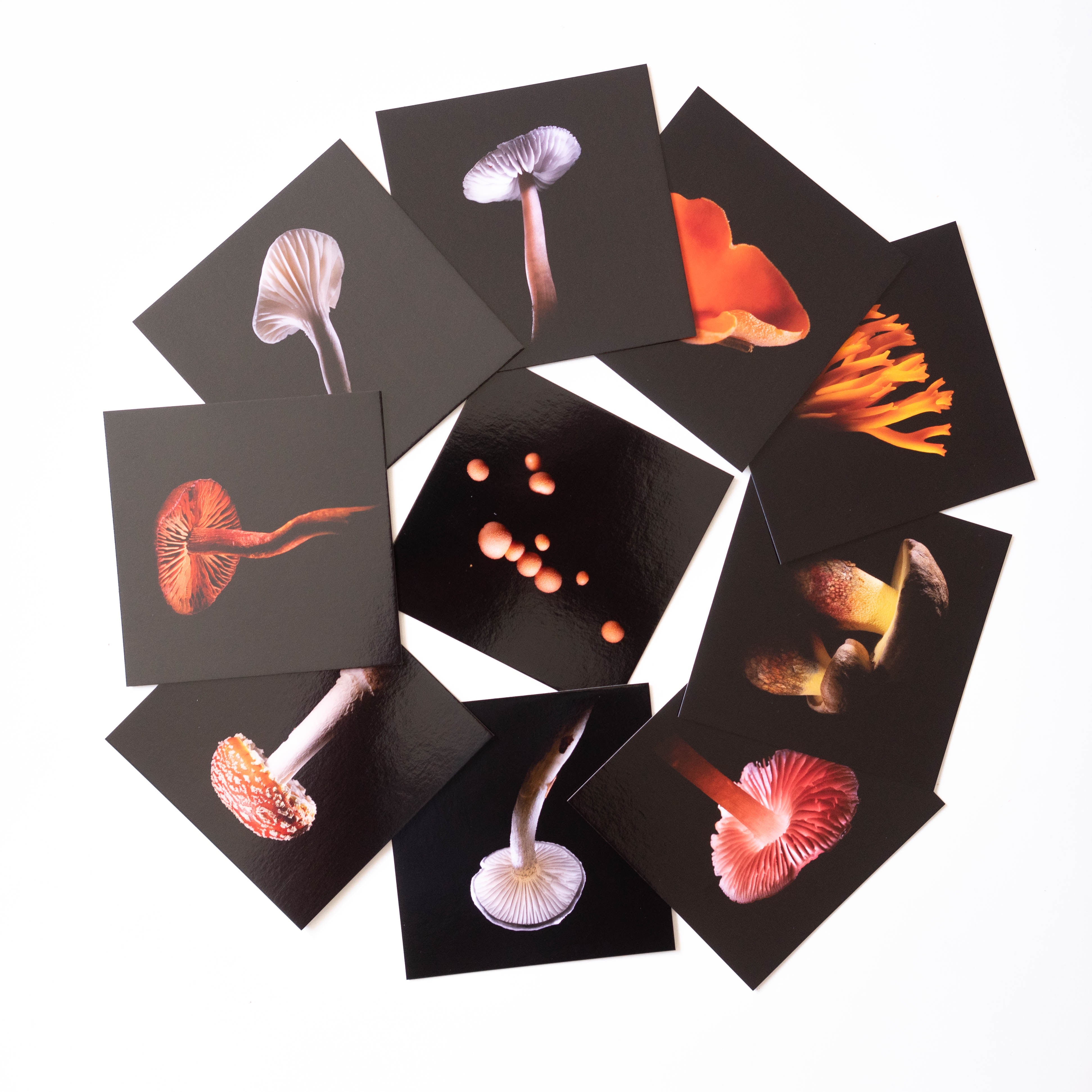 Cartes Postales "Les Carpophores"