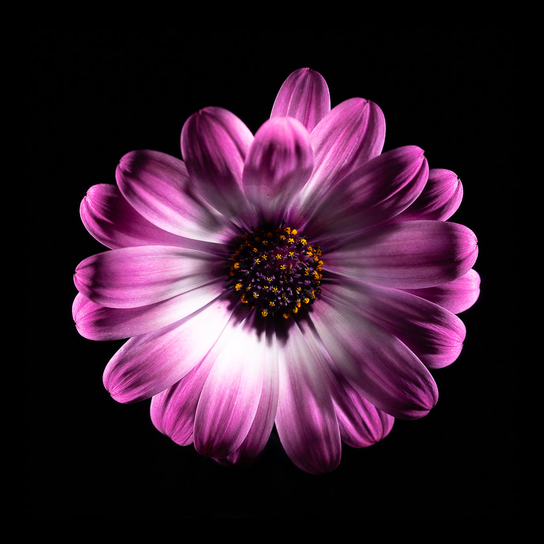 Dimorphotheca Ecklonis