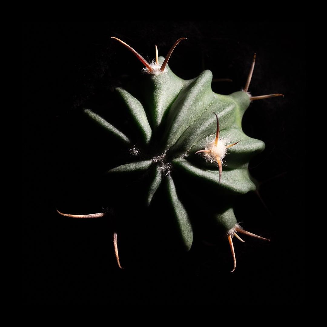 Echinocactus Coptonogonus