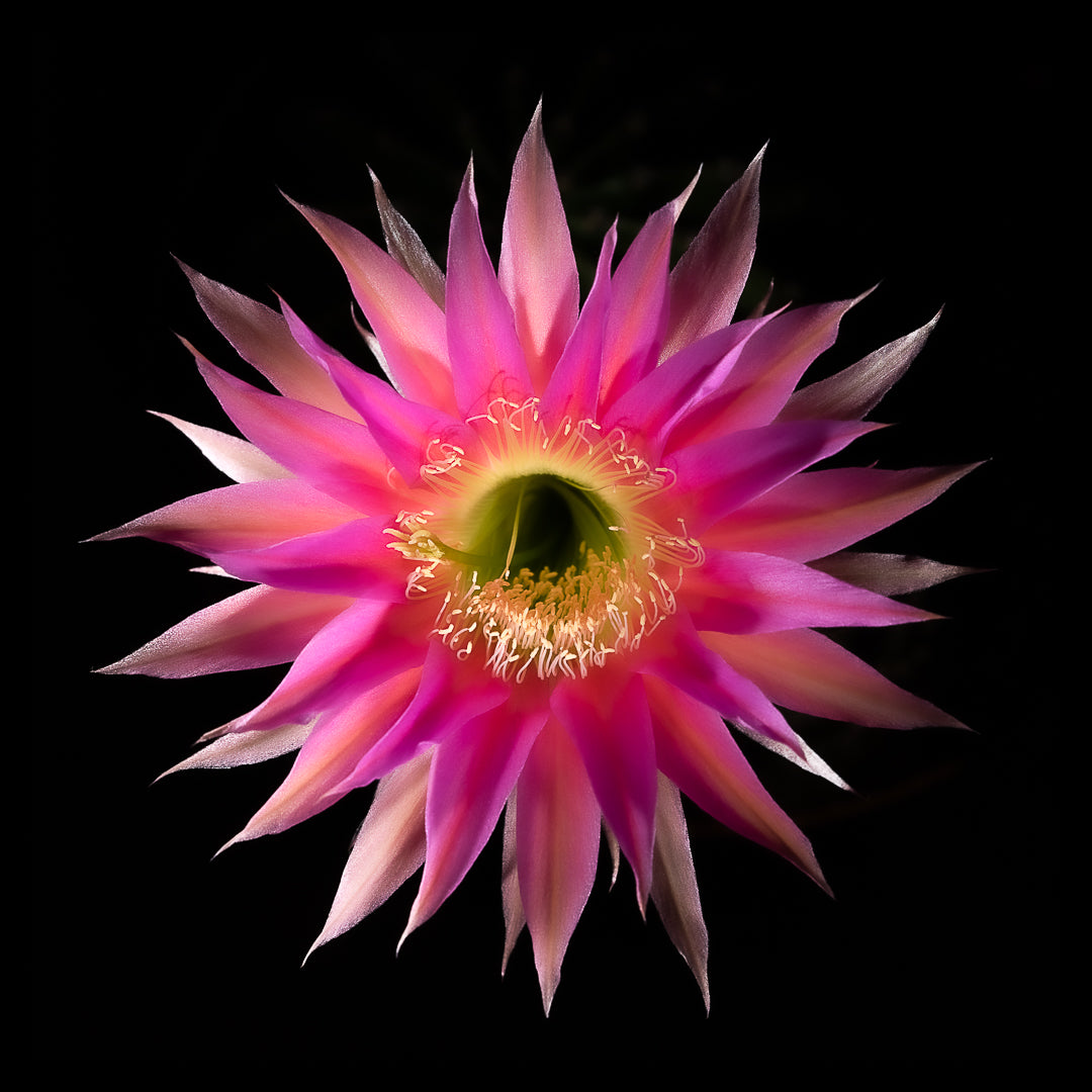 Echinopsis Oxygona