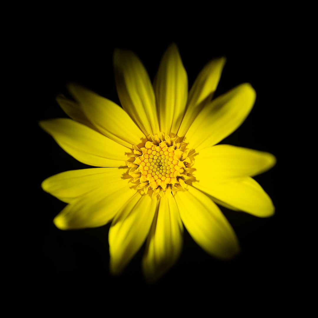 Euryops Pectinatus
