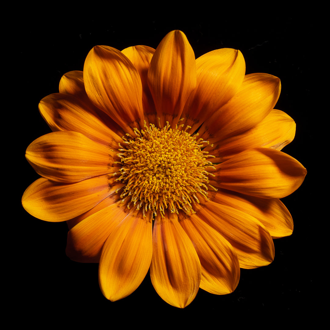 Gazania Rigens