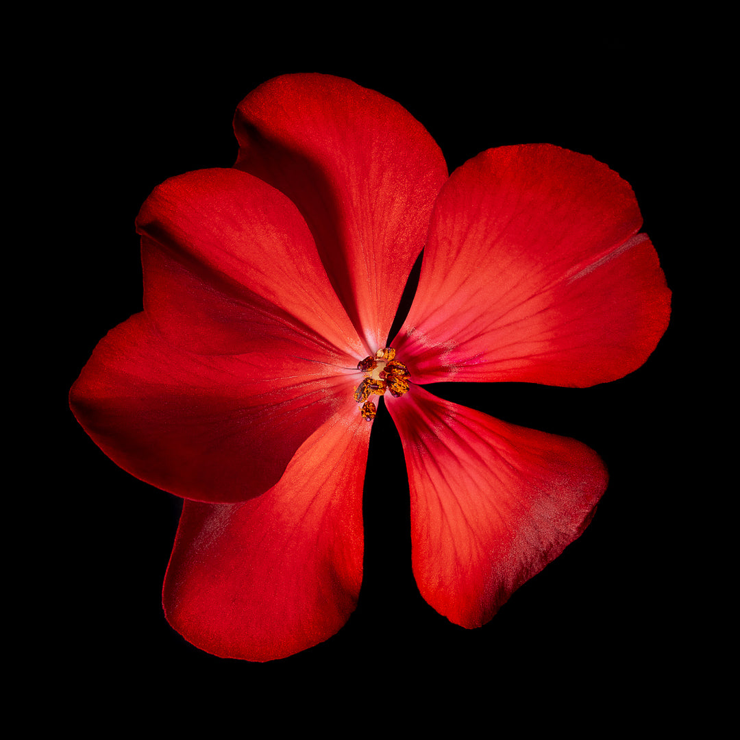 Geranium Sanguineum