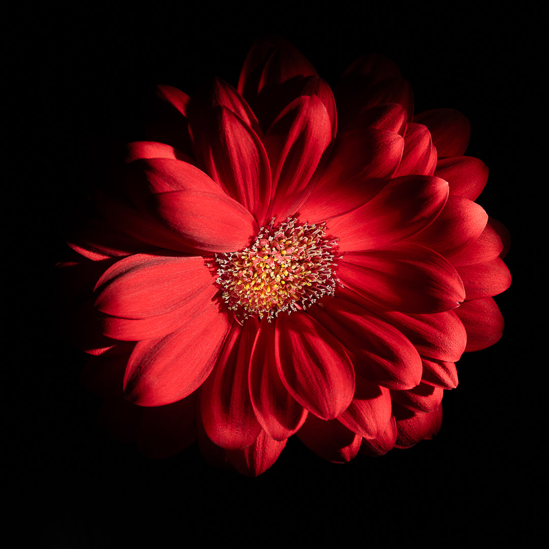 Gerbera Jamesonii