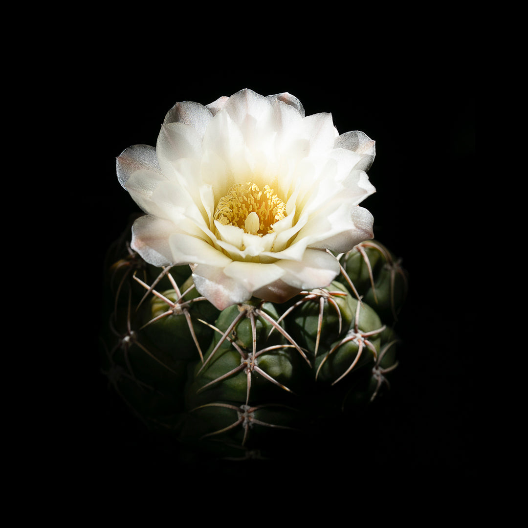 Gymnocalycium Denudatum