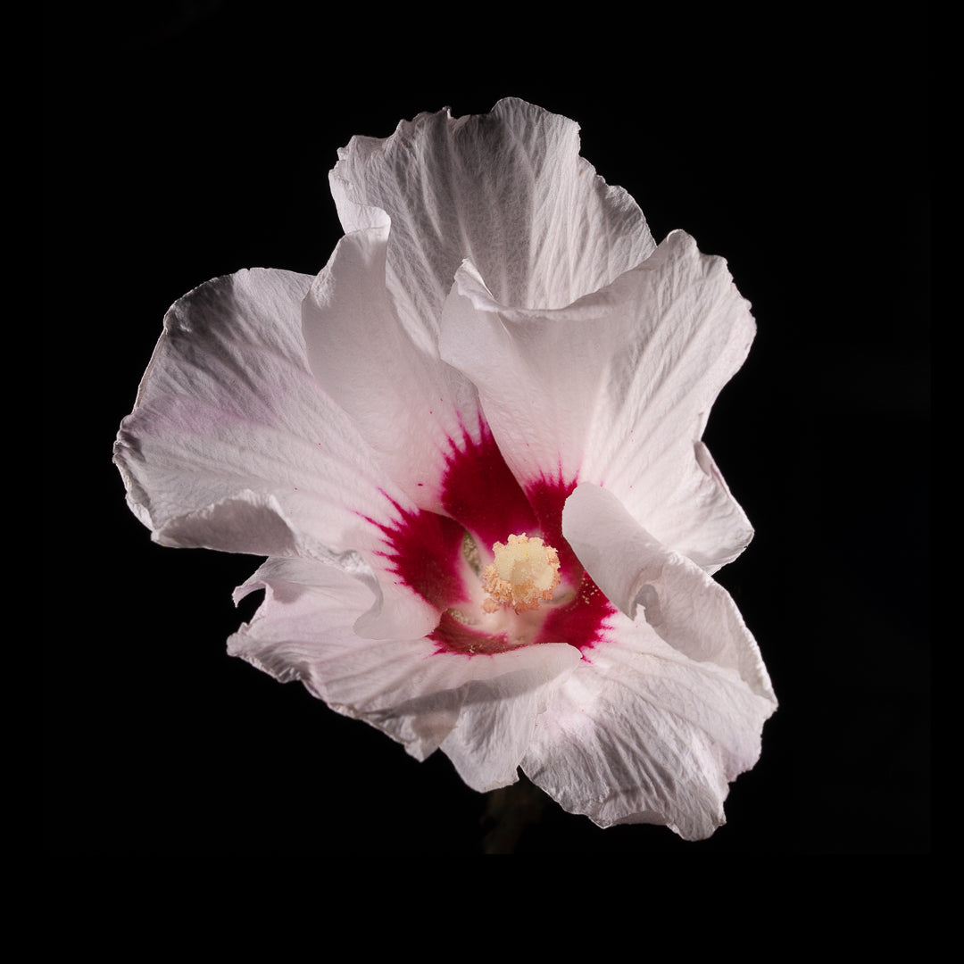 Hibiscus Syriacus