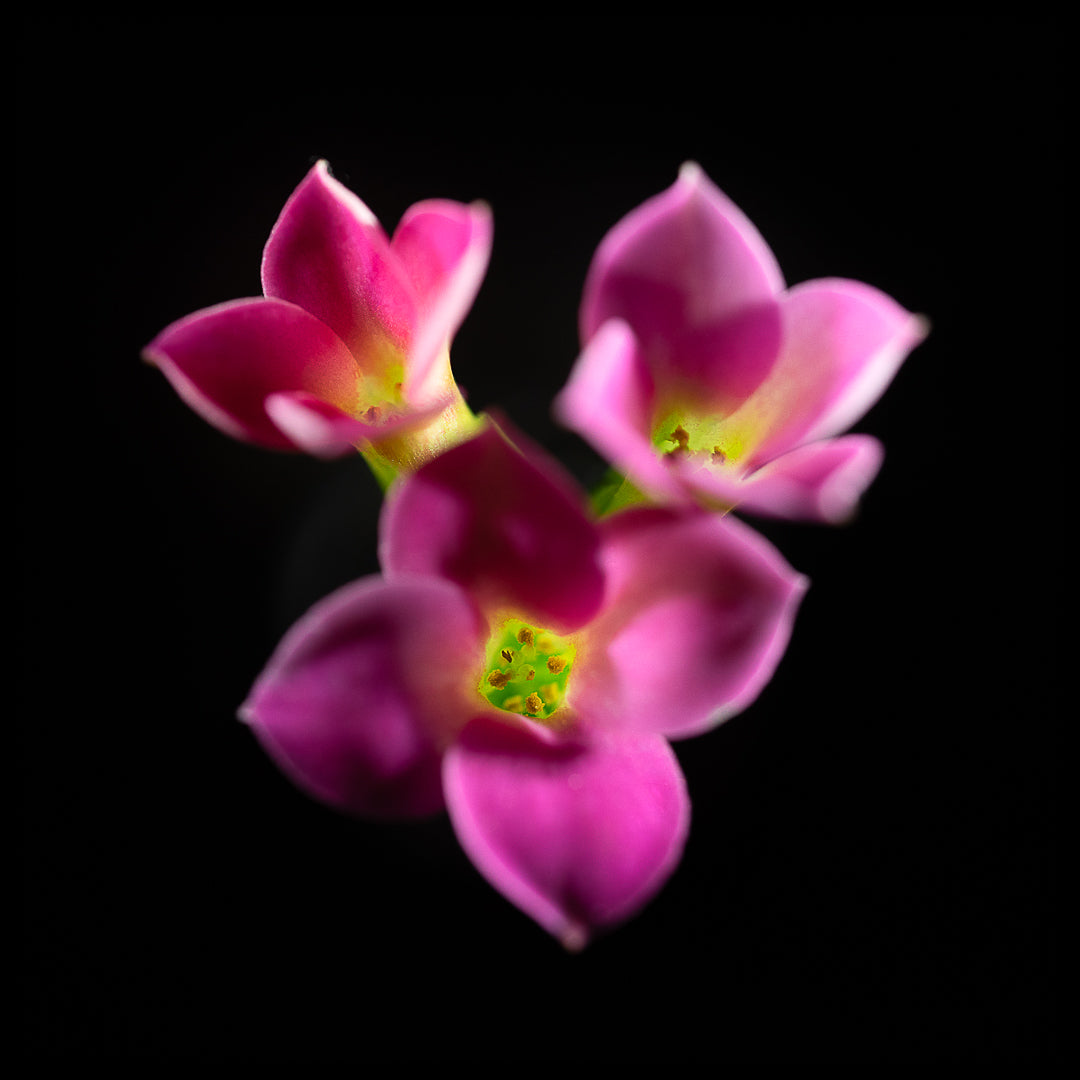 Kalanchoe Blossfeldania