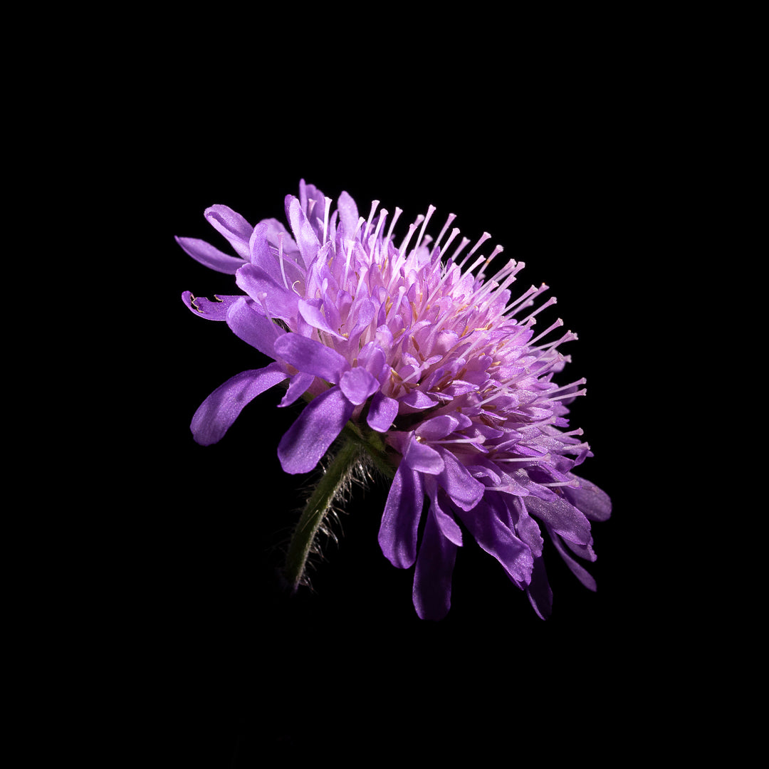 Knautia Arvensis