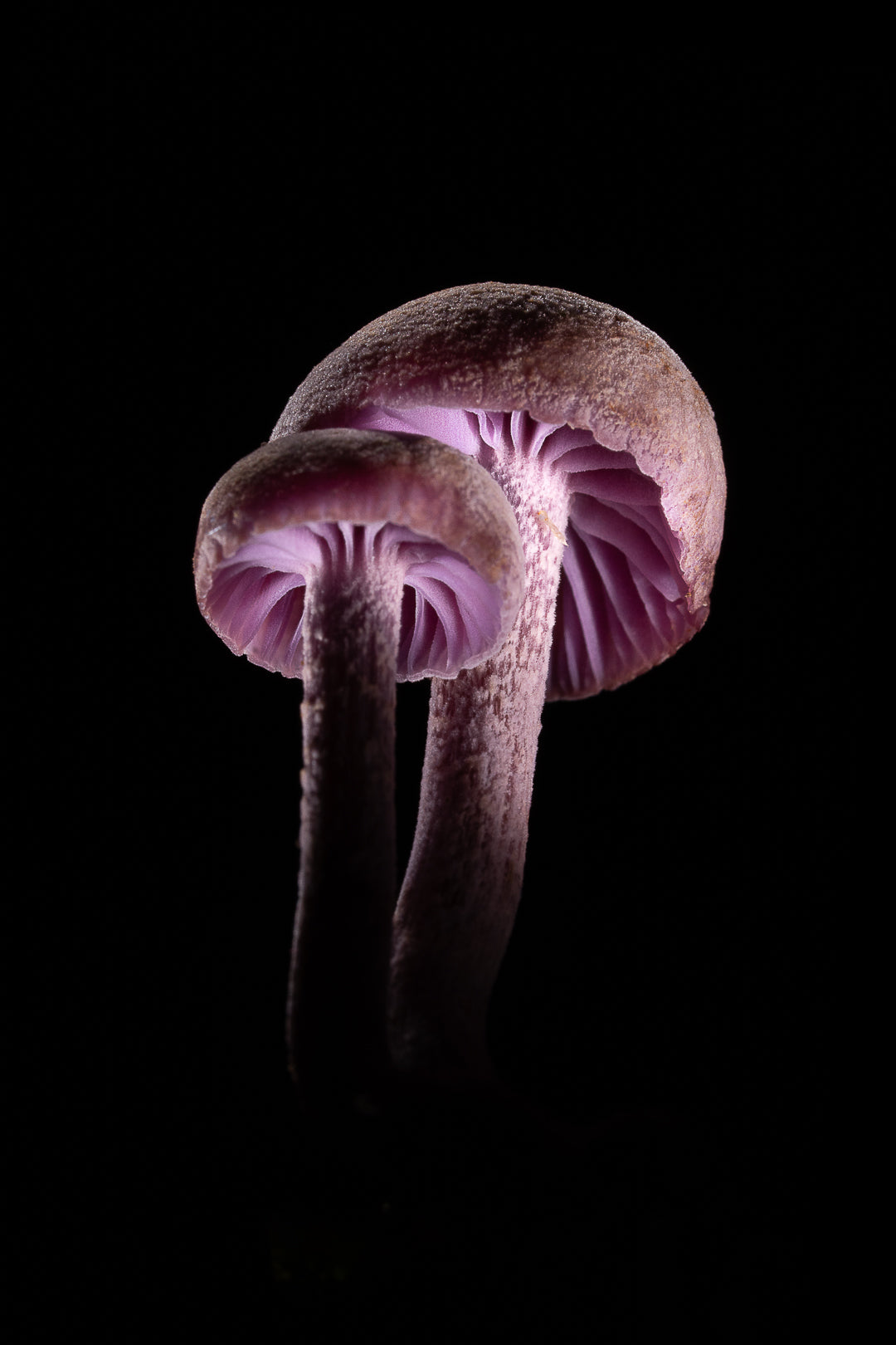 Laccaria Amethystina