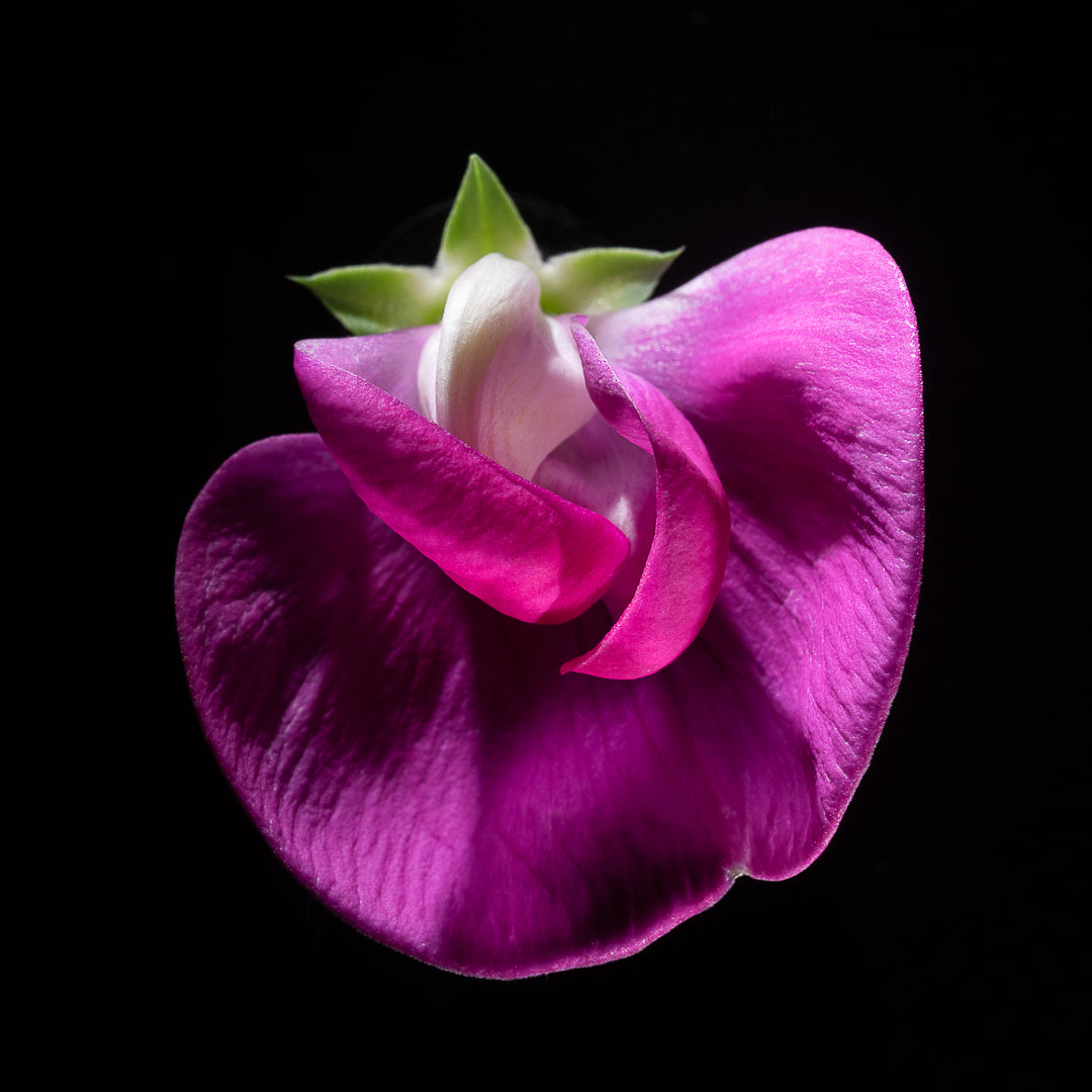 Lathyrus Odoratus