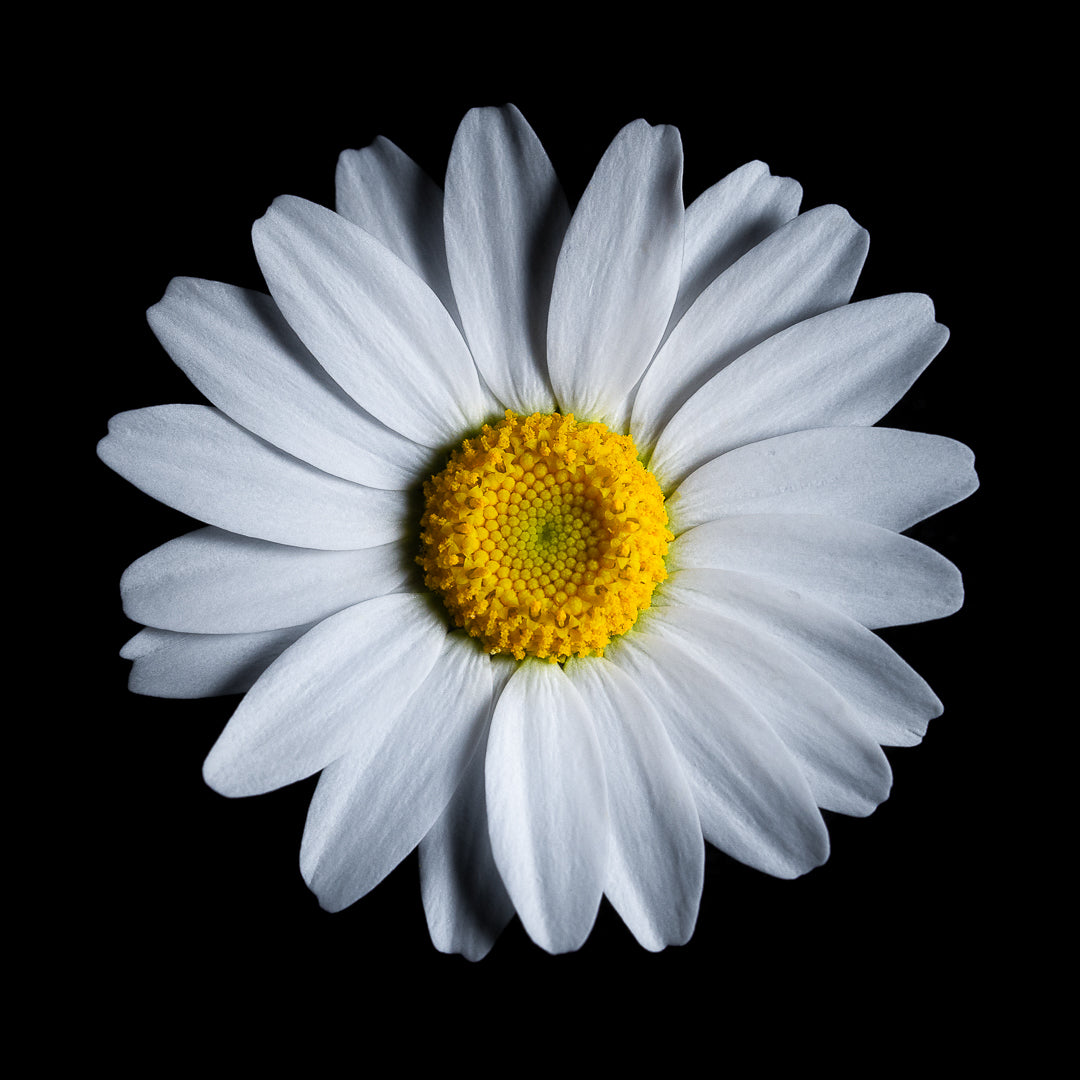 Leucanthemum Vulgare