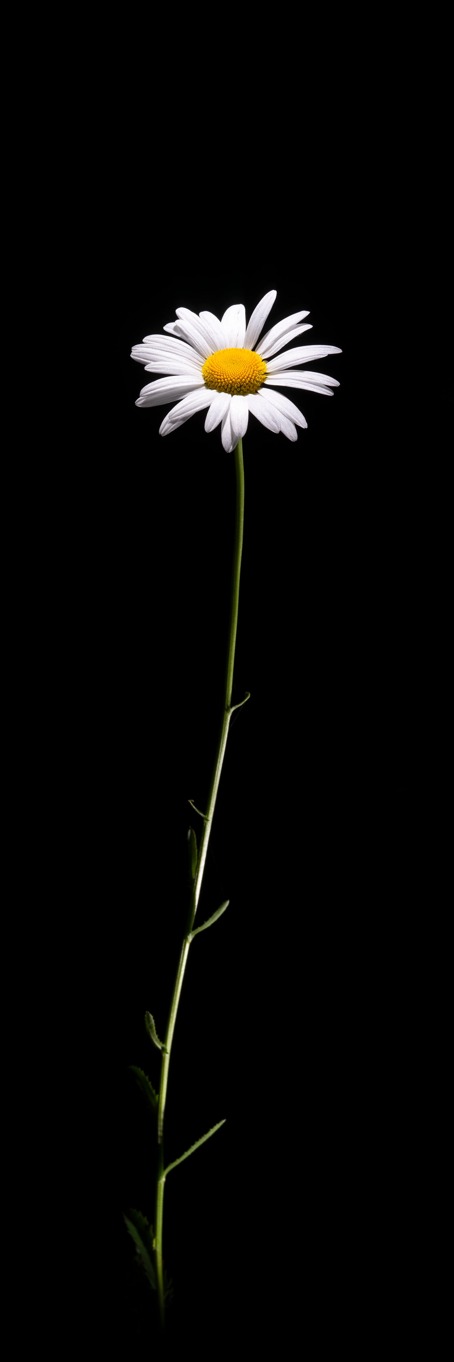 Leucanthemum Vulgare