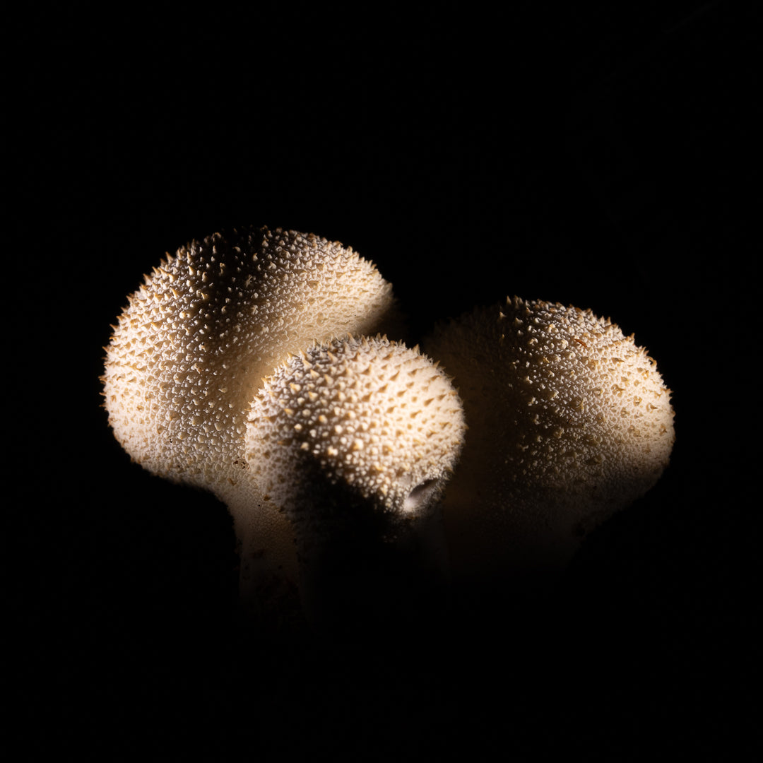 Lycoperdon Perlatum