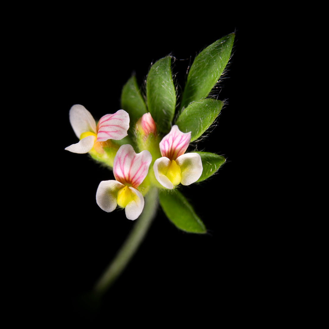 Ornithopus Perpusillus