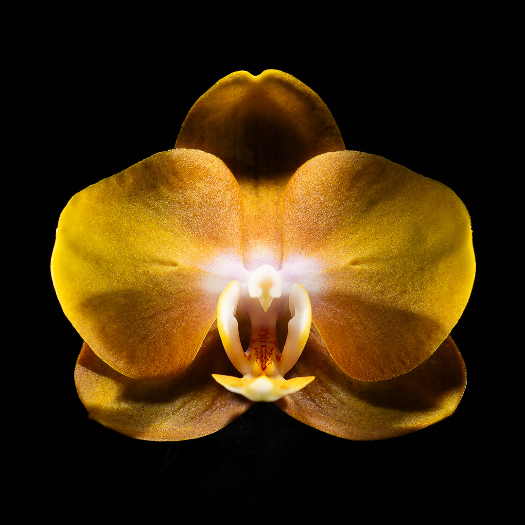 Phalaenopsis Las Vegas