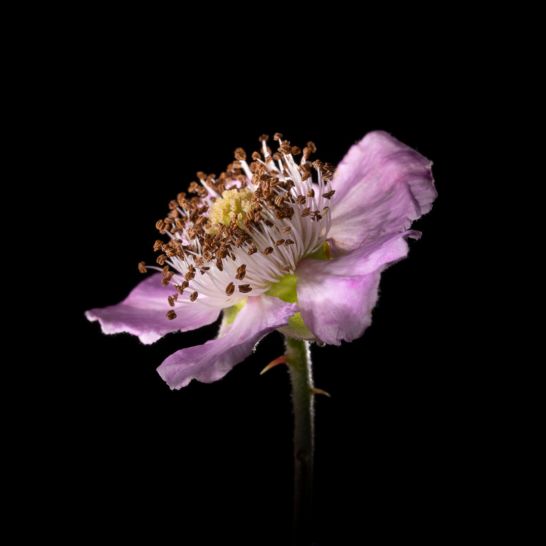 Rubus Plicatus