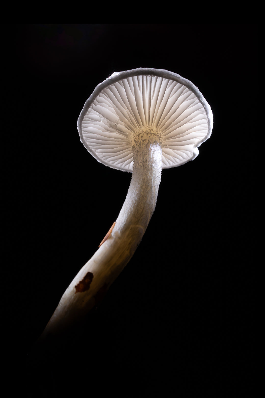 Tricholoma Albidum
