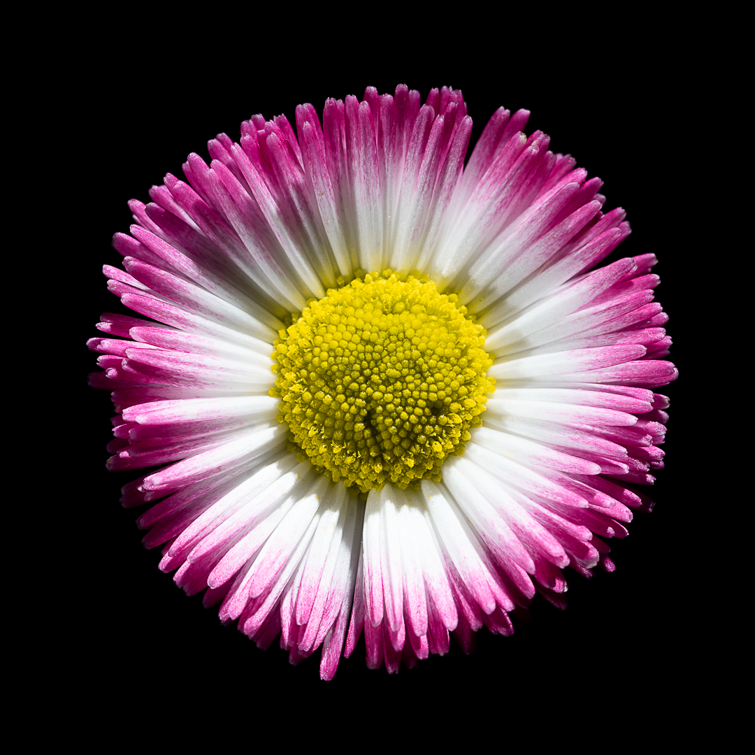 Bellis Perennis