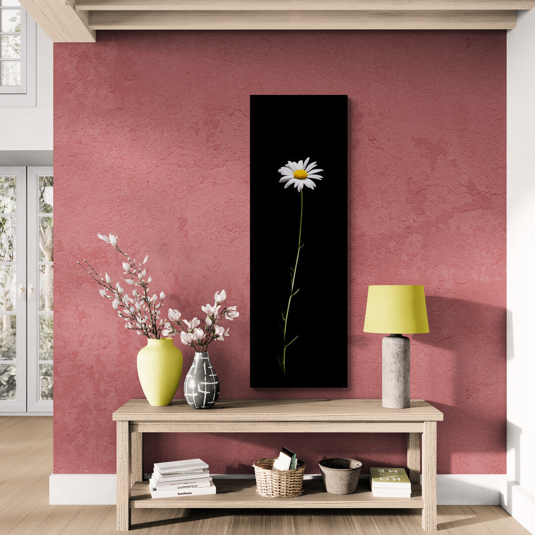 Leucanthemum Vulgare