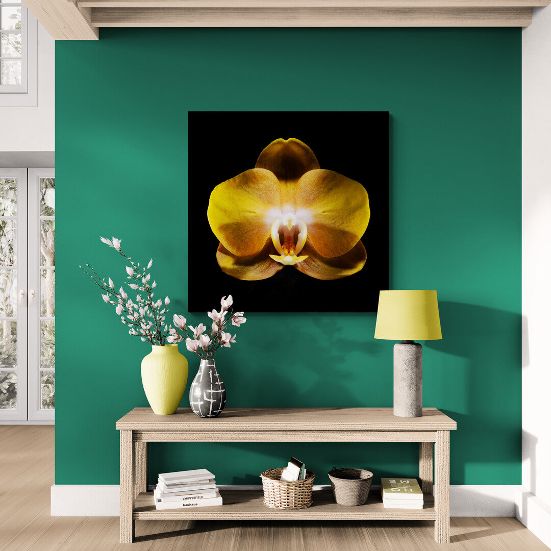 Phalaenopsis Las Vegas