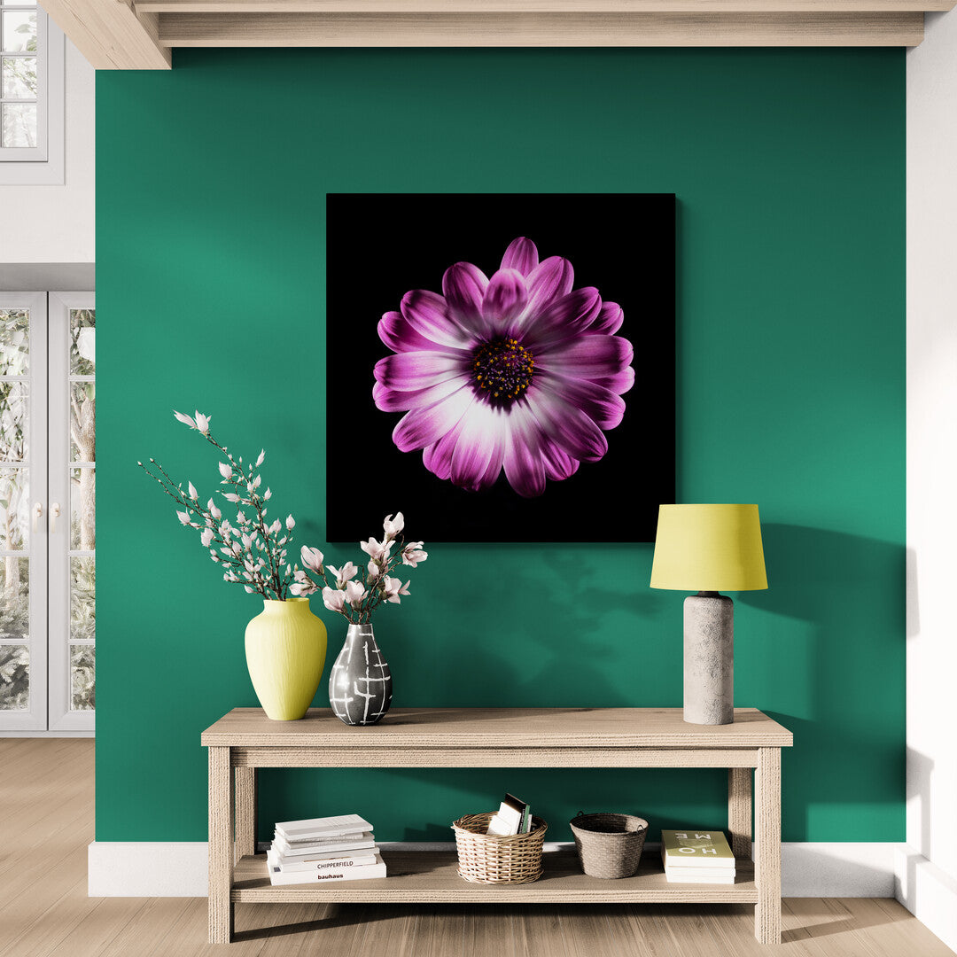 Dimorphotheca Ecklonis