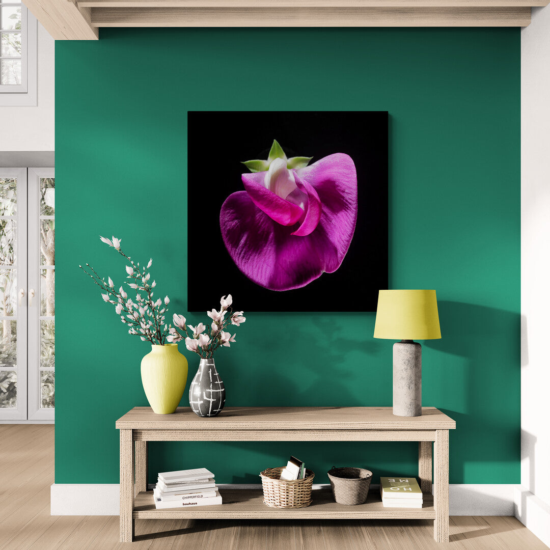 Lathyrus Odoratus