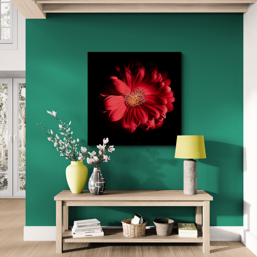 Gerbera Jamesonii