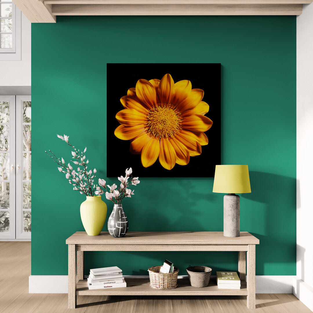 Gazania Rigens