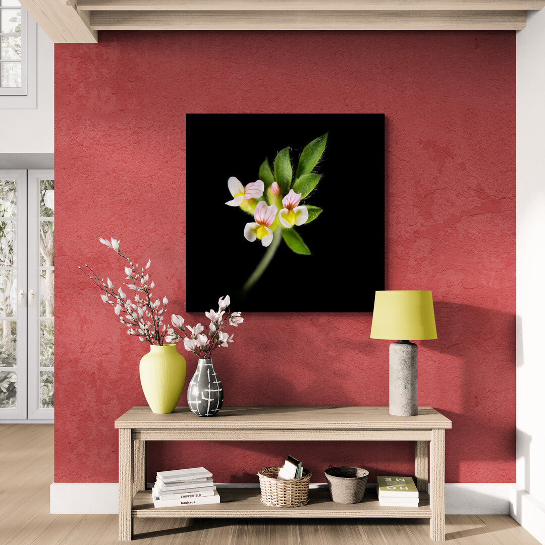 Ornithopus Perpusillus