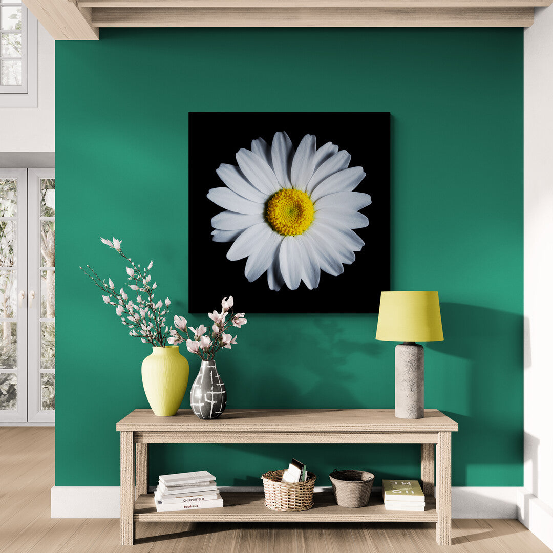 Leucanthemum Vulgare