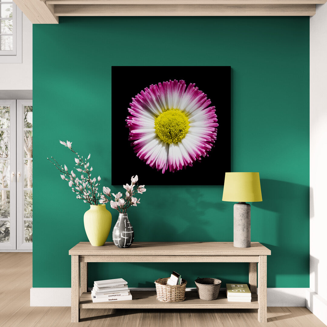 Bellis Perennis