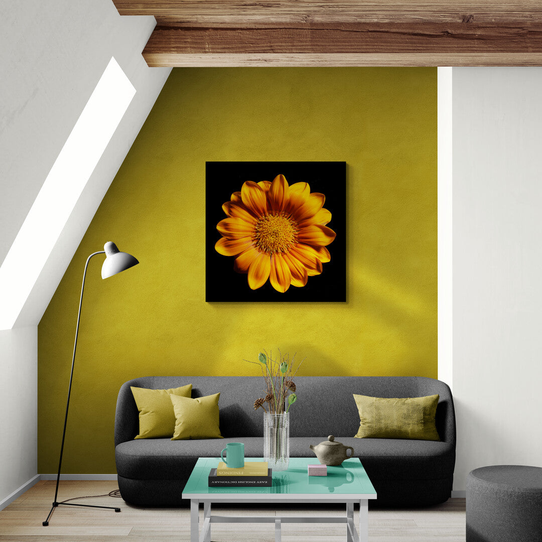 Gazania Rigens