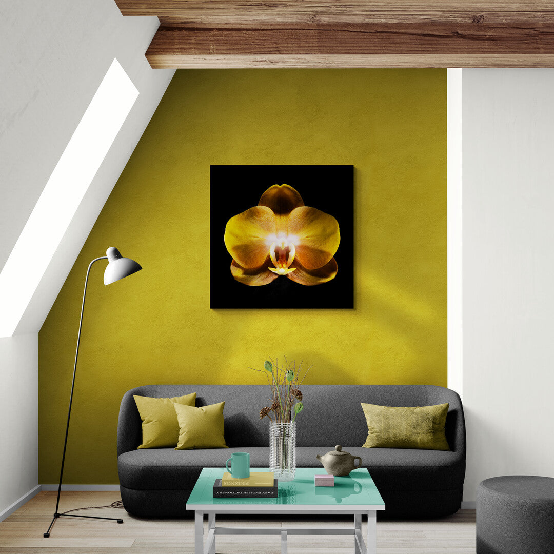 Phalaenopsis Las Vegas