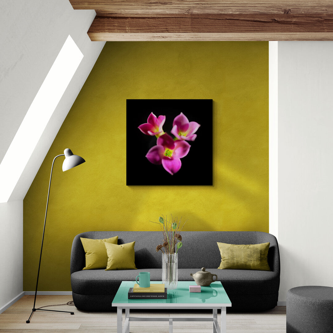 Kalanchoe Blossfeldania