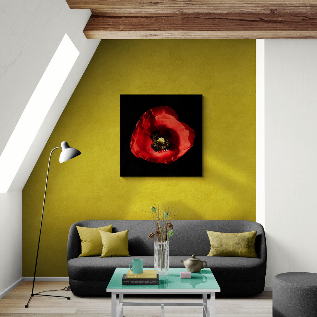 Papaver Rhoeas