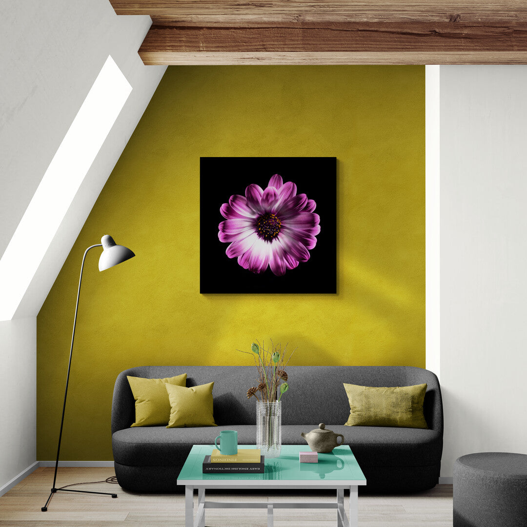 Dimorphotheca Ecklonis