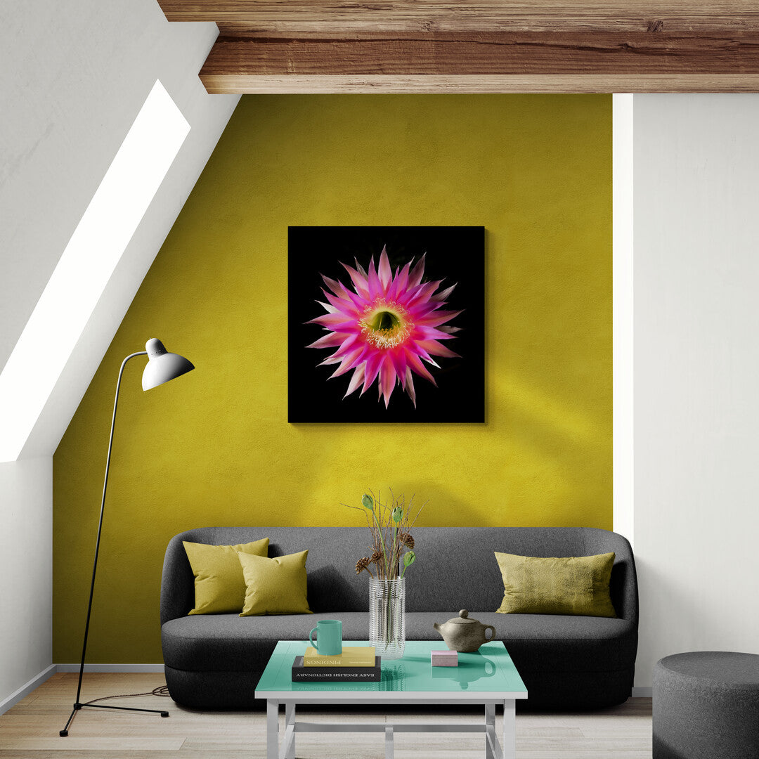 Echinopsis Oxygona