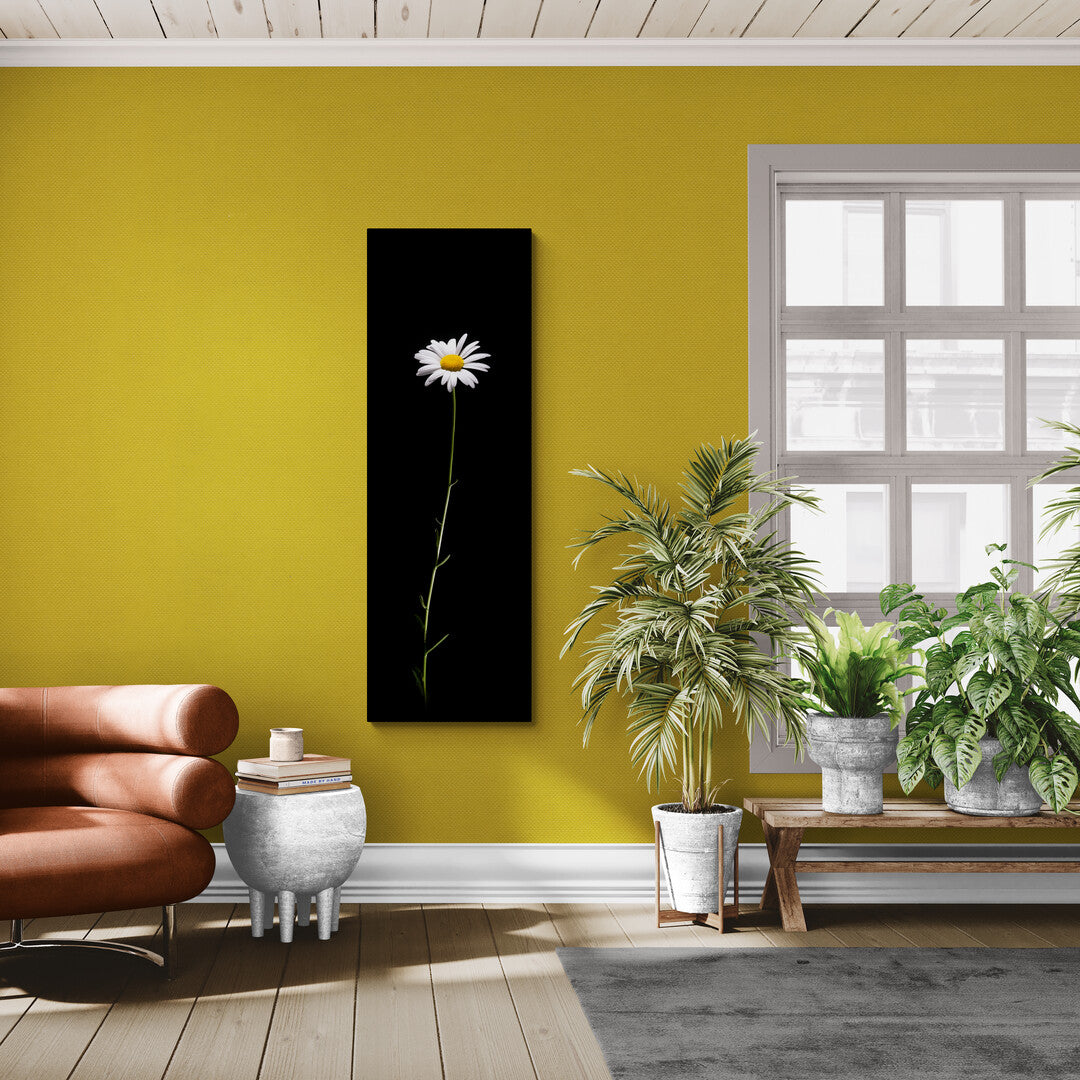 Leucanthemum Vulgare