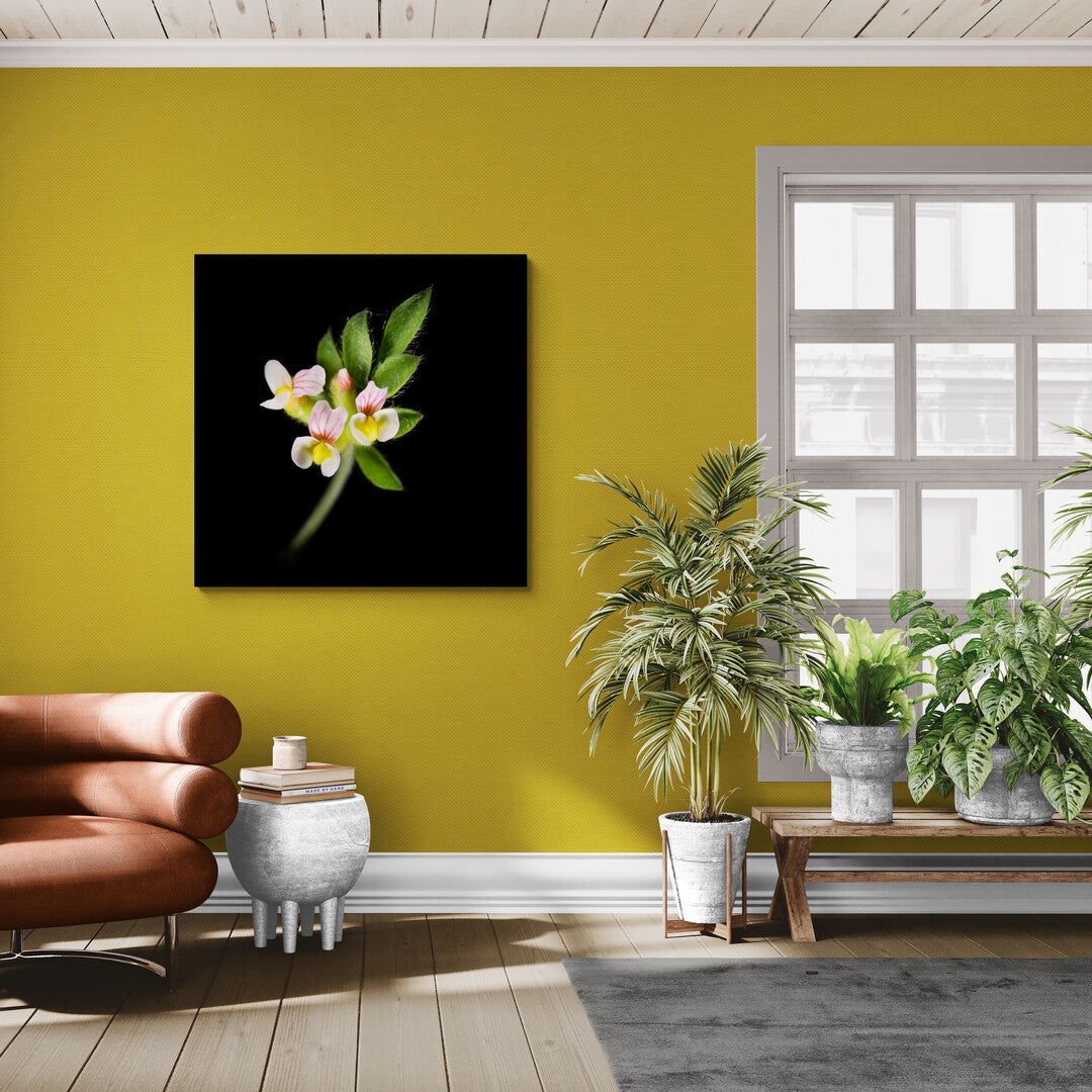 Ornithopus Perpusillus