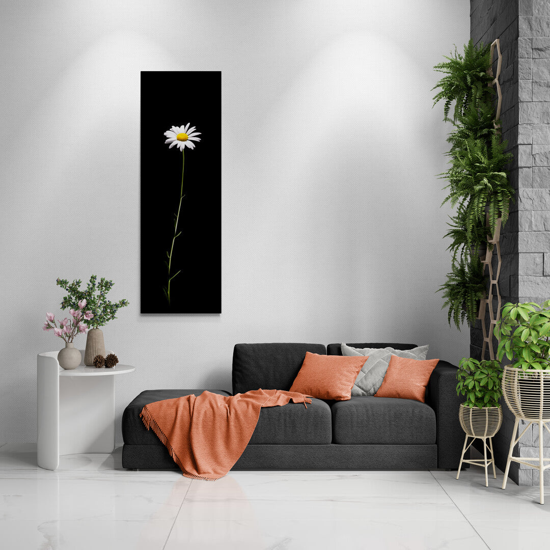 Leucanthemum Vulgare