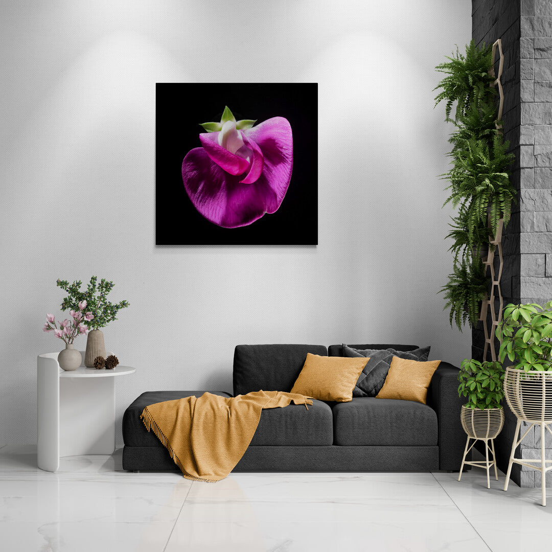 Lathyrus Odoratus