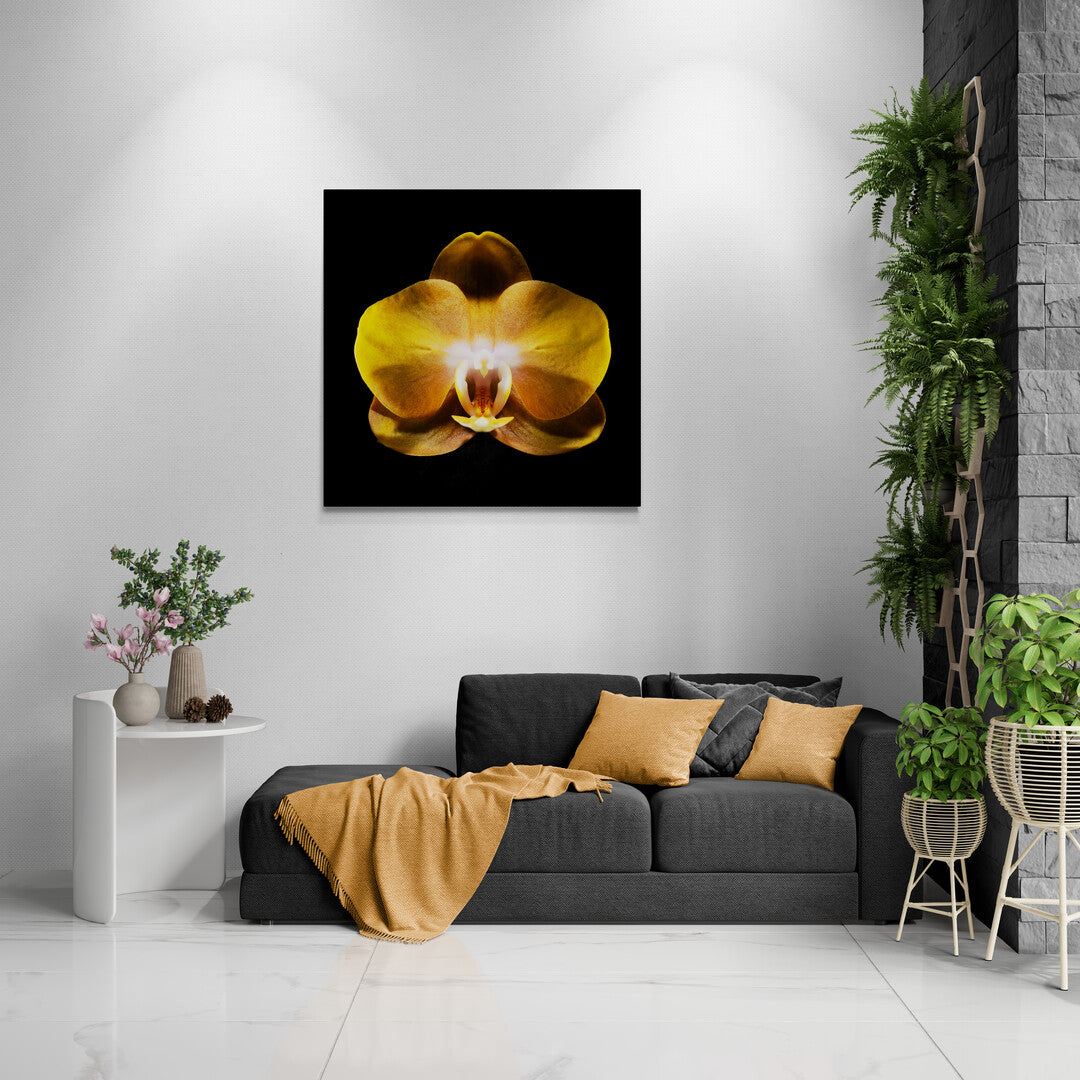 Phalaenopsis Las Vegas