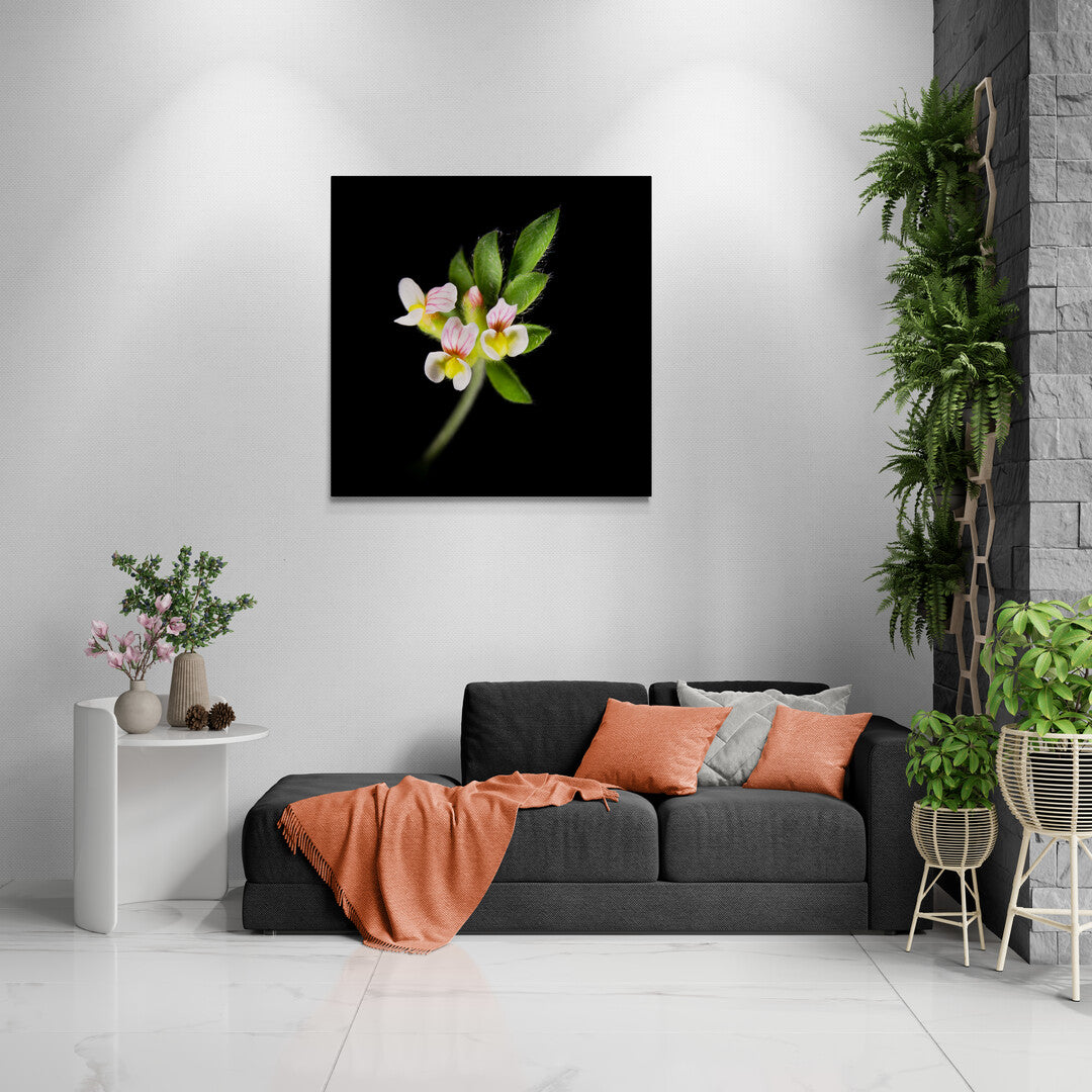 Ornithopus Perpusillus