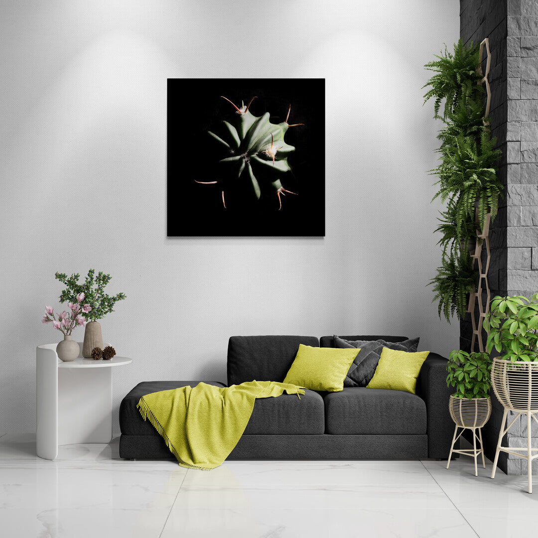 Echinocactus Coptonogonus